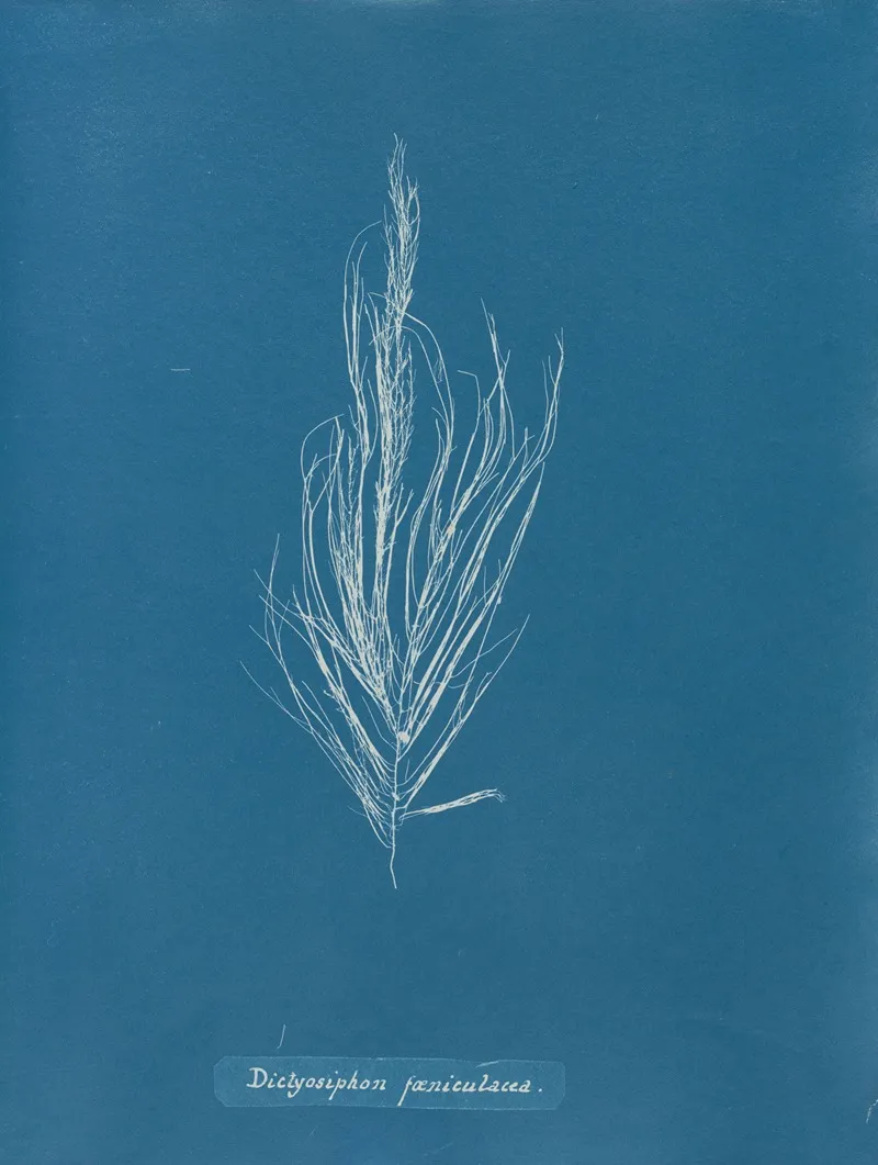 Dictyosiphon Faeniculacea Wall Art by Anna Atkins - High-Resolution Digital Print