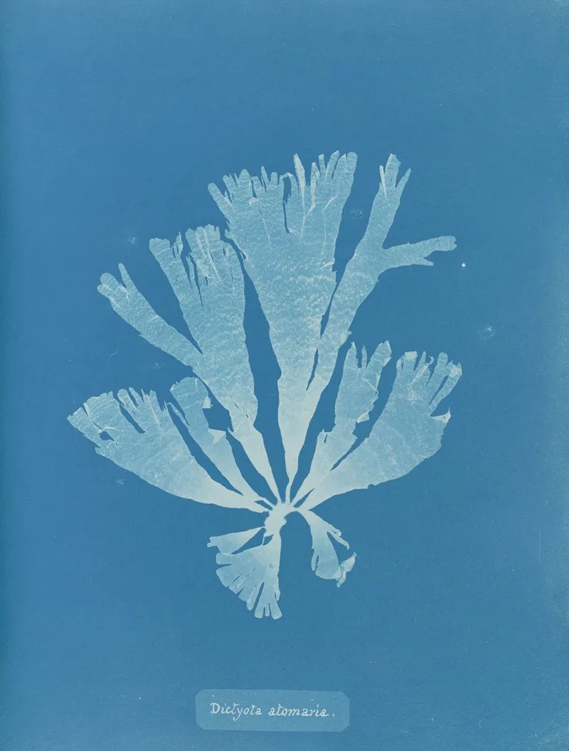 Dictyota Atomaria Wall Art by Anna Atkins - High-Resolution Digital Print