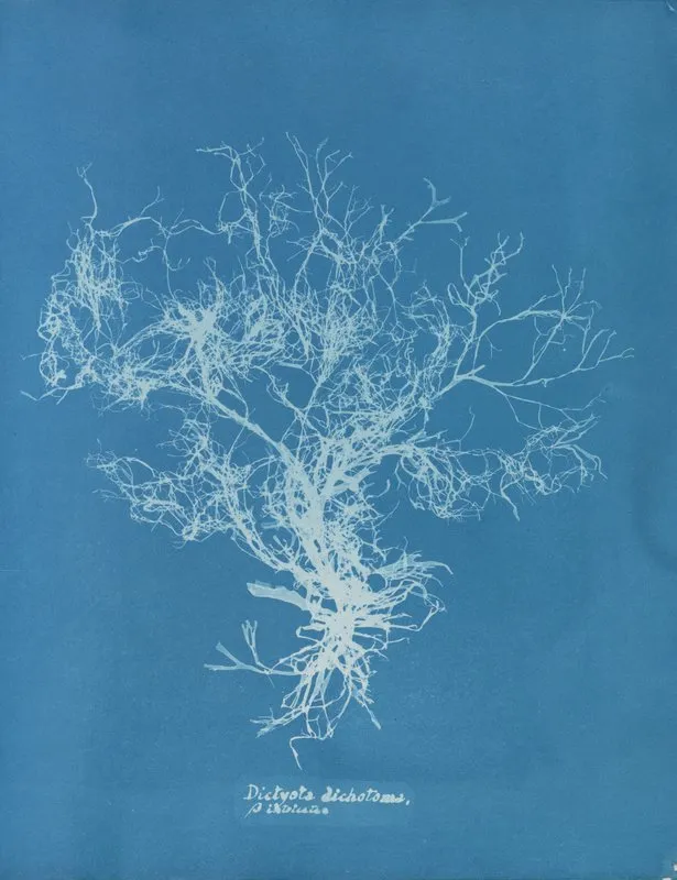 Dictyota Dichotoma β Intricata Wall Art by Anna Atkins - High-Resolution Digital Print