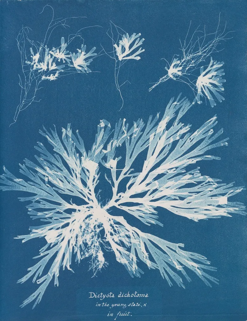 Dictyota Dichotoma In The Young State And In Fruit Wall Art by Anna Atkins - High-Resolution Digital Print