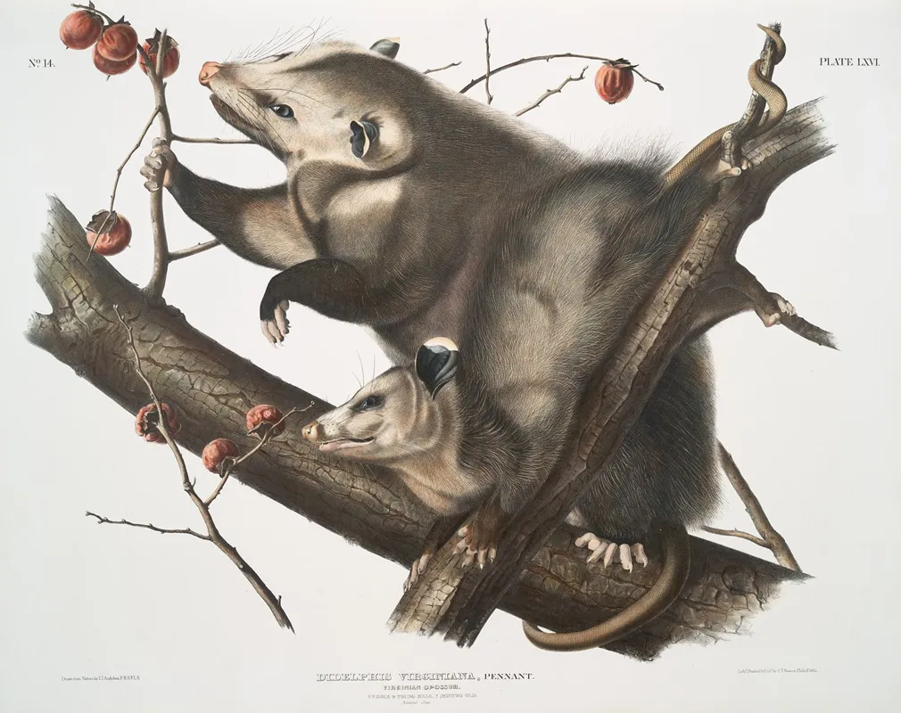 Didelphis Virginiana Virginian Opossum Female Young Male 7 Months Old Natural Size Wall Art by John Woodhouse Audubon - High-Resolution Digital Print