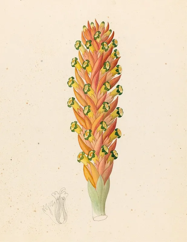 Didinamia Angiosperma Harveya Hyobanchoides Wall Art by Clemenz Heinrich Wehdemann - High-Resolution Digital Print