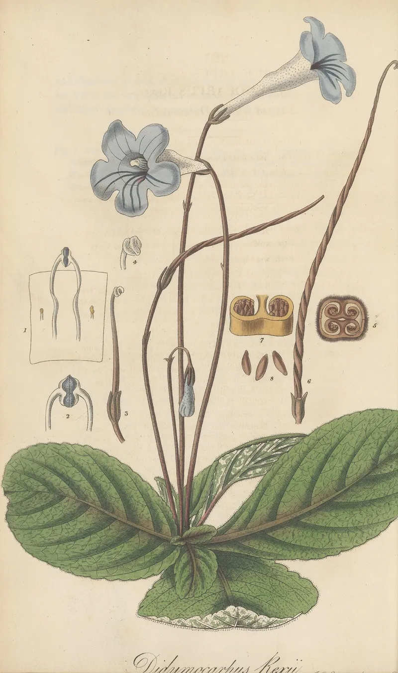 Didymocarpus Rexii Wall Art by William Jackson Hooker - High-Resolution Digital Print
