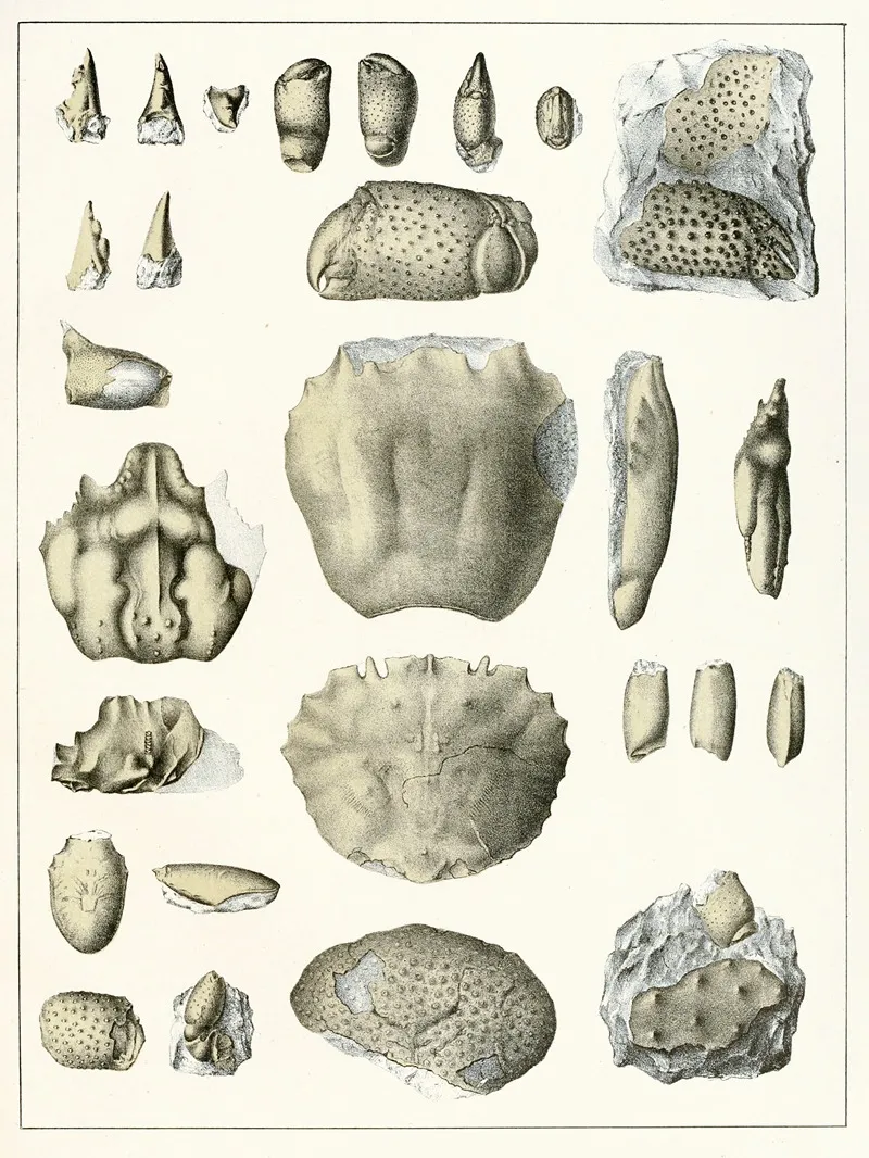 Die Crustaceen Der Bohmischen Kreideformation Pl 10 Wall Art by Antonín Frič - High-Resolution Digital Print