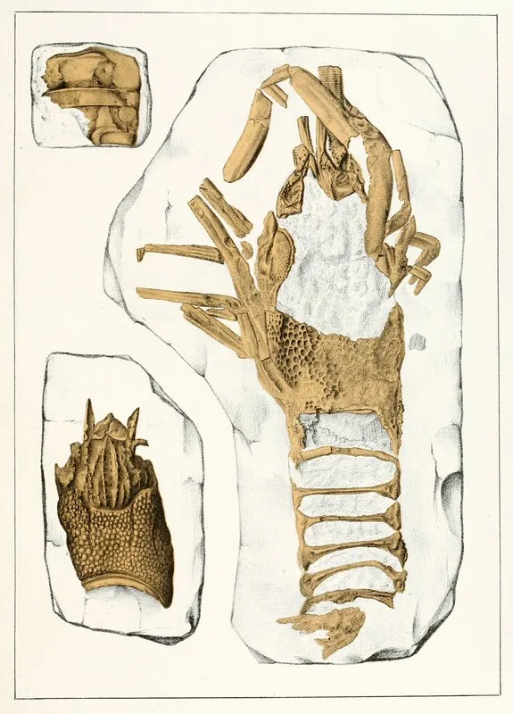 Die Crustaceen Der Bohmischen Kreideformation Pl 2 Wall Art by Antonín Frič - High-Resolution Digital Print