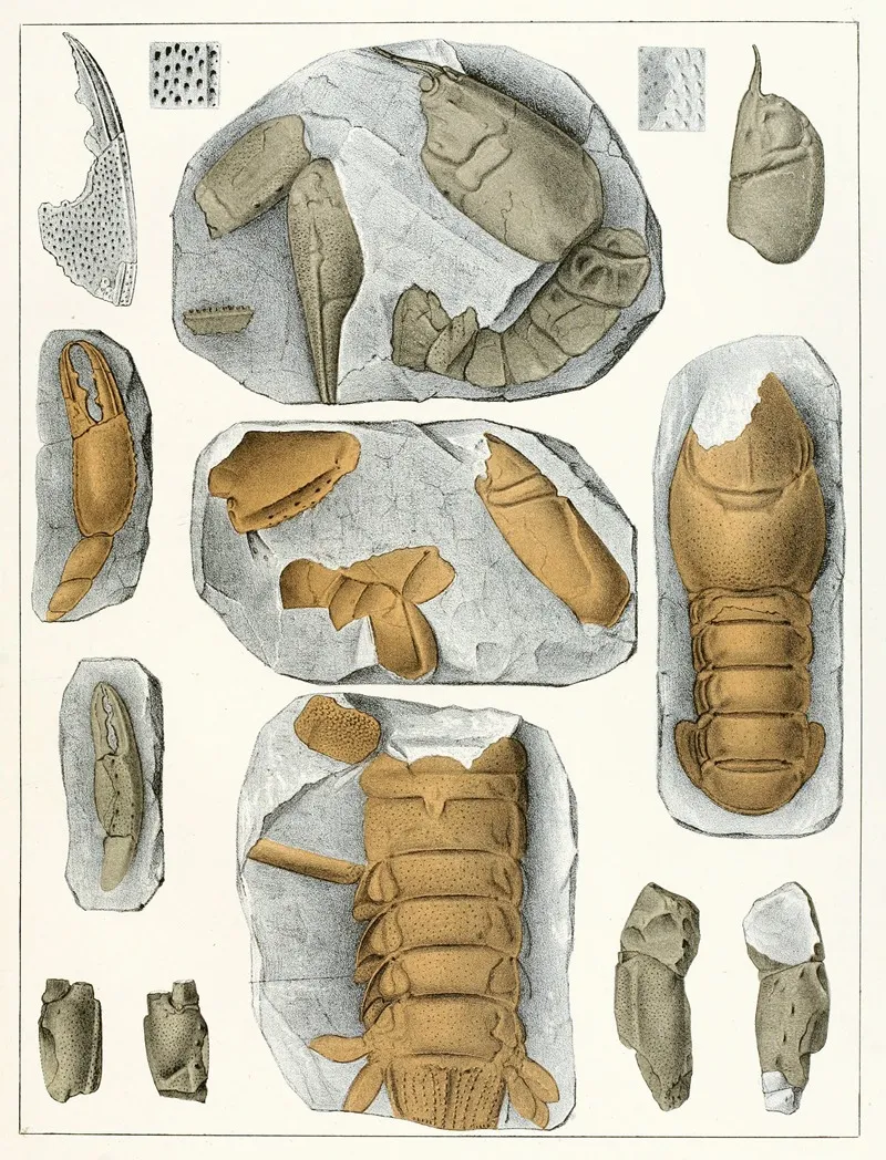 Die Crustaceen Der Bohmischen Kreideformation Pl 5 Wall Art by Antonín Frič - High-Resolution Digital Print