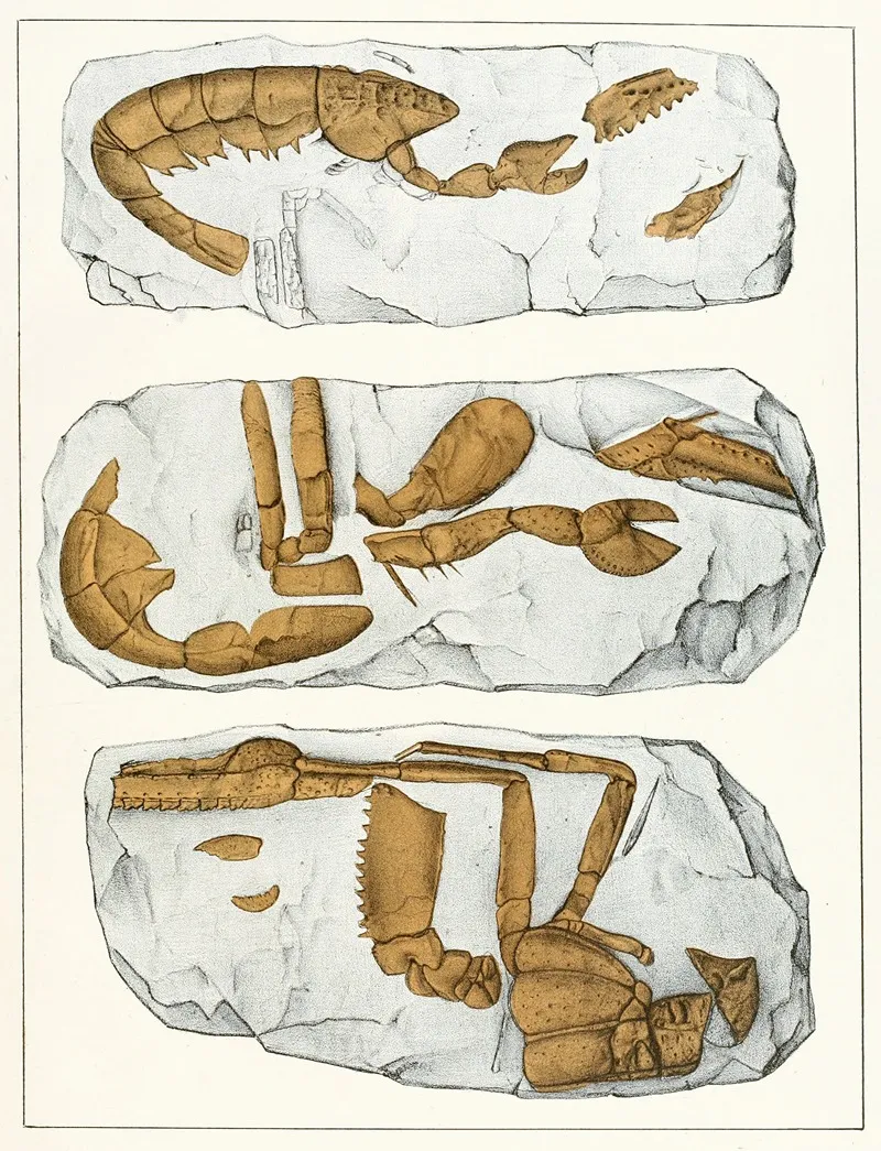 Die Crustaceen Der Bohmischen Kreideformation Pl 7 Wall Art by Antonín Frič - High-Resolution Digital Print