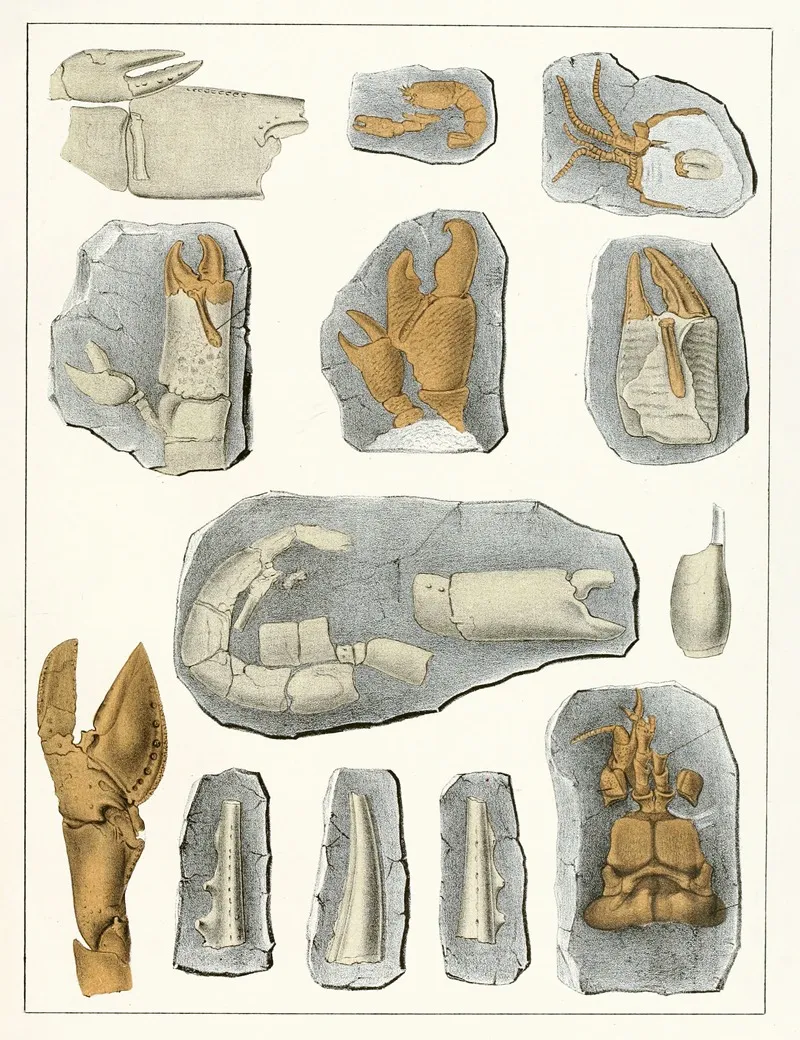 Die Crustaceen Der Bohmischen Kreideformation Pl 9 Wall Art by Antonín Frič - High-Resolution Digital Print