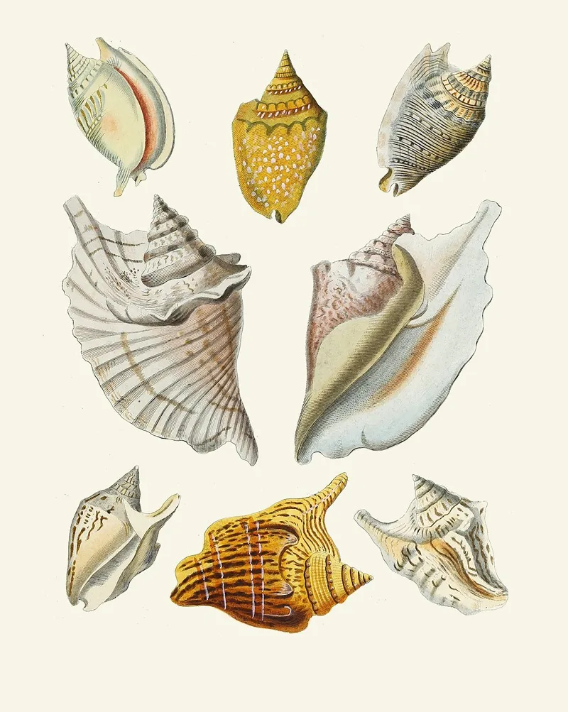 Die Flügelschnecken Strombea Pl 11 Wall Art by Heinrich Carl Küster - High-Resolution Digital Print