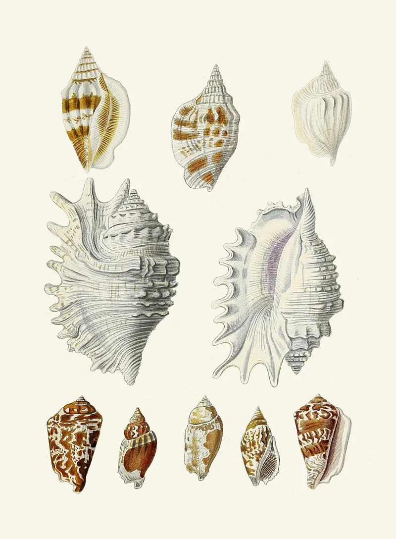 Die Flügelschnecken Strombea Pl 20 Wall Art by Heinrich Carl Küster - High-Resolution Digital Print