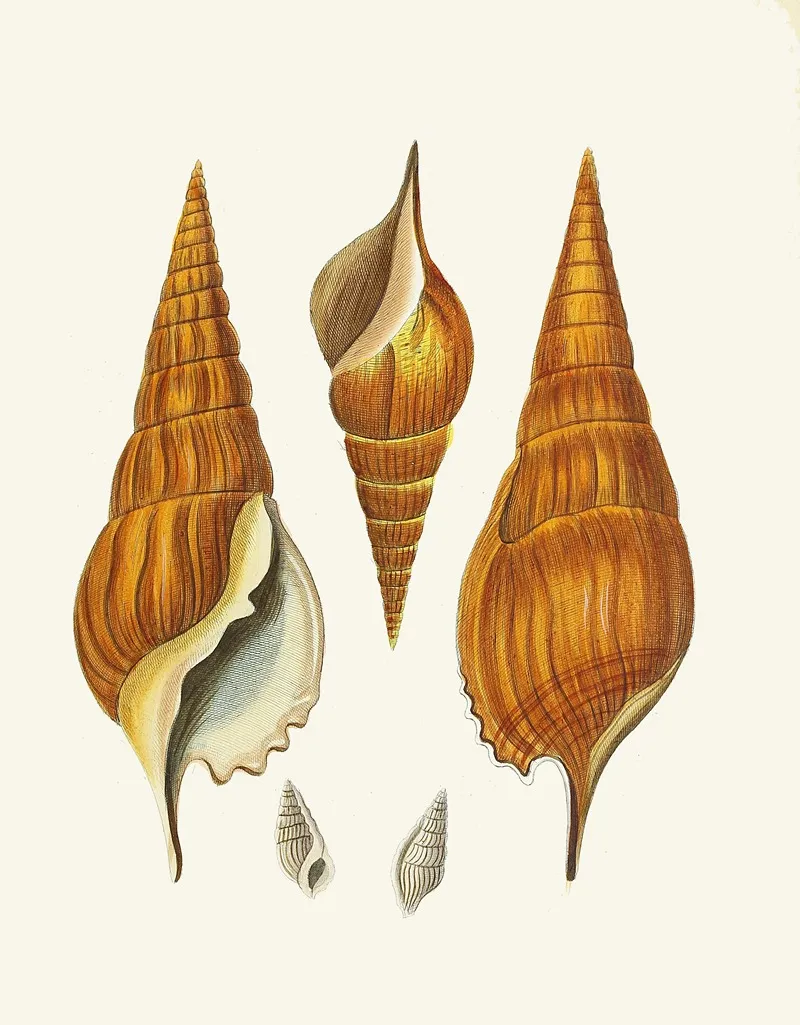 Die Flügelschnecken Strombea Pl 28 Wall Art by Heinrich Carl Küster - High-Resolution Digital Print