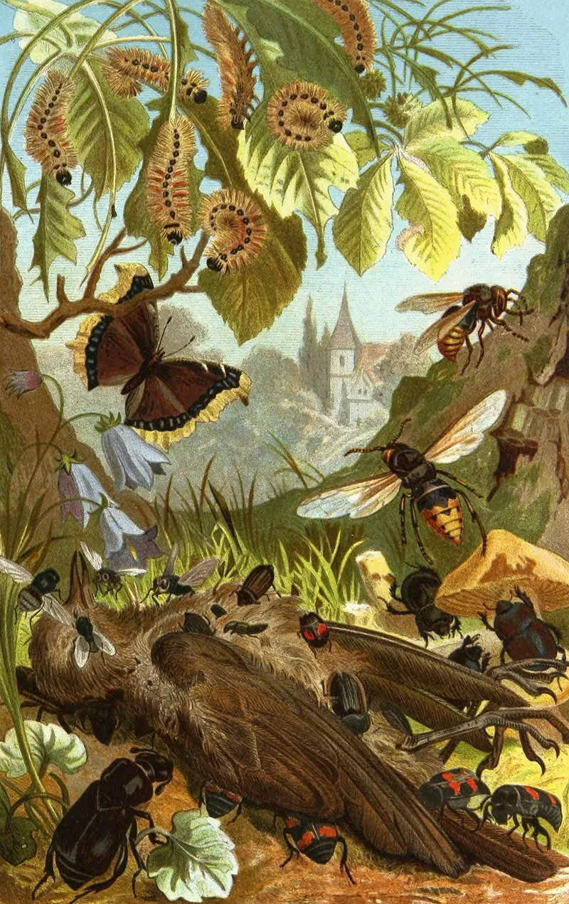 Die Insekten Tausendfüssler Und Spinnen Pl 03 Wall Art by Alfred Edmund Brehm - High-Resolution Digital Print