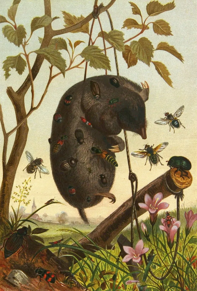 Die Insekten Tausendfüssler Und Spinnen Pl 04 Wall Art by Alfred Edmund Brehm - High-Resolution Digital Print
