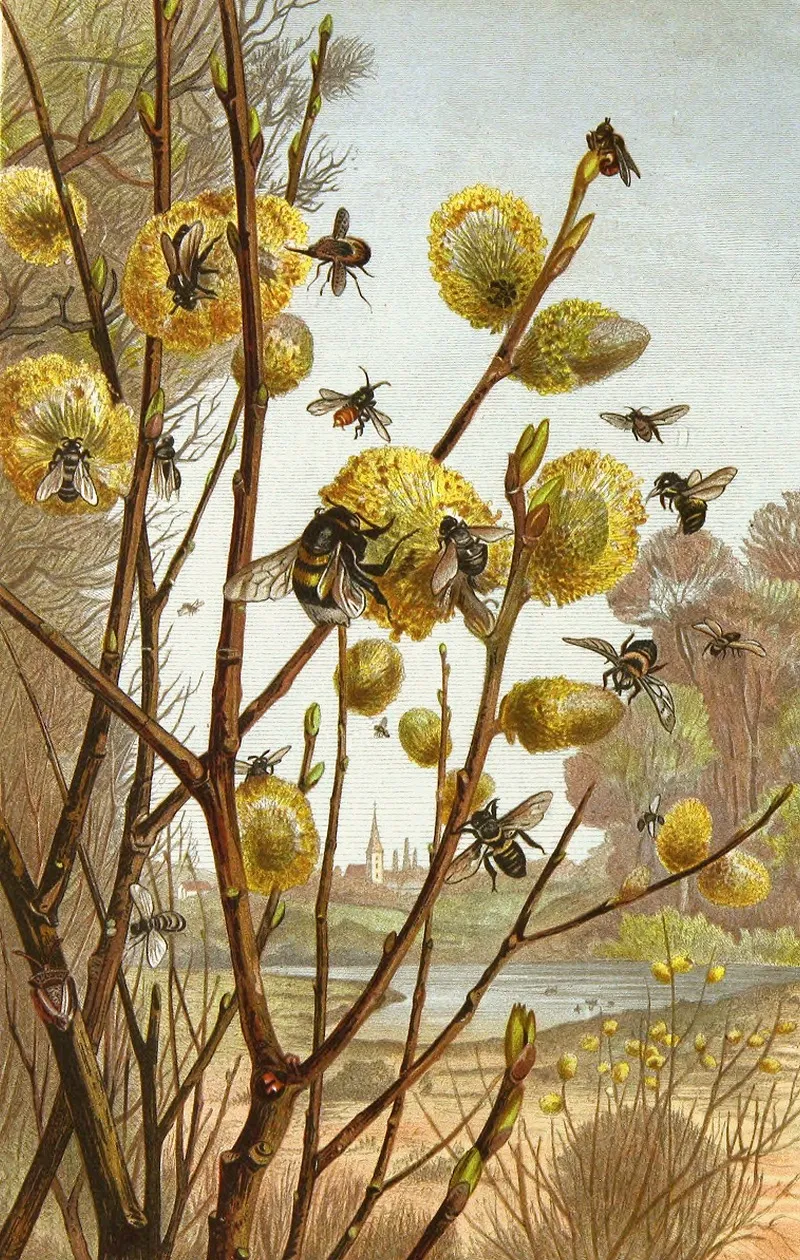 Die Insekten Tausendfüssler Und Spinnen Pl 07 Wall Art by Alfred Edmund Brehm - High-Resolution Digital Print
