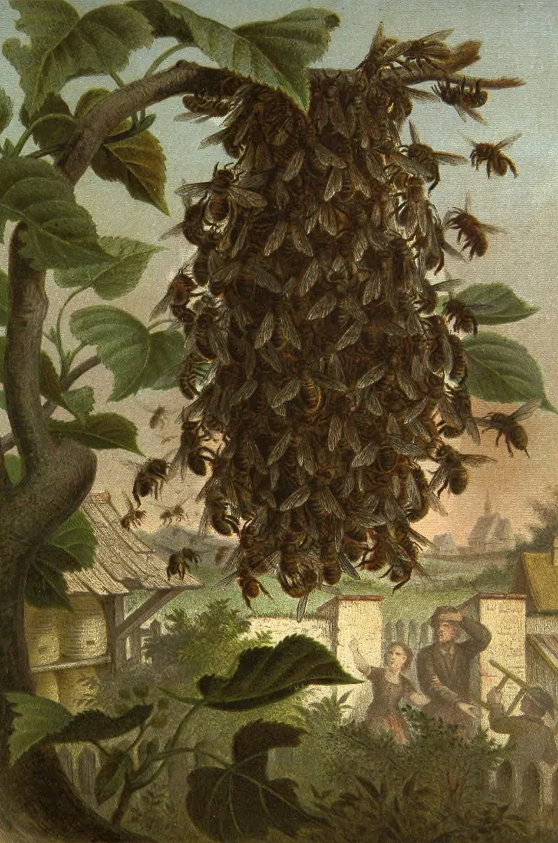 Die Insekten Tausendfüssler Und Spinnen Pl 08 Wall Art by Alfred Edmund Brehm - High-Resolution Digital Print