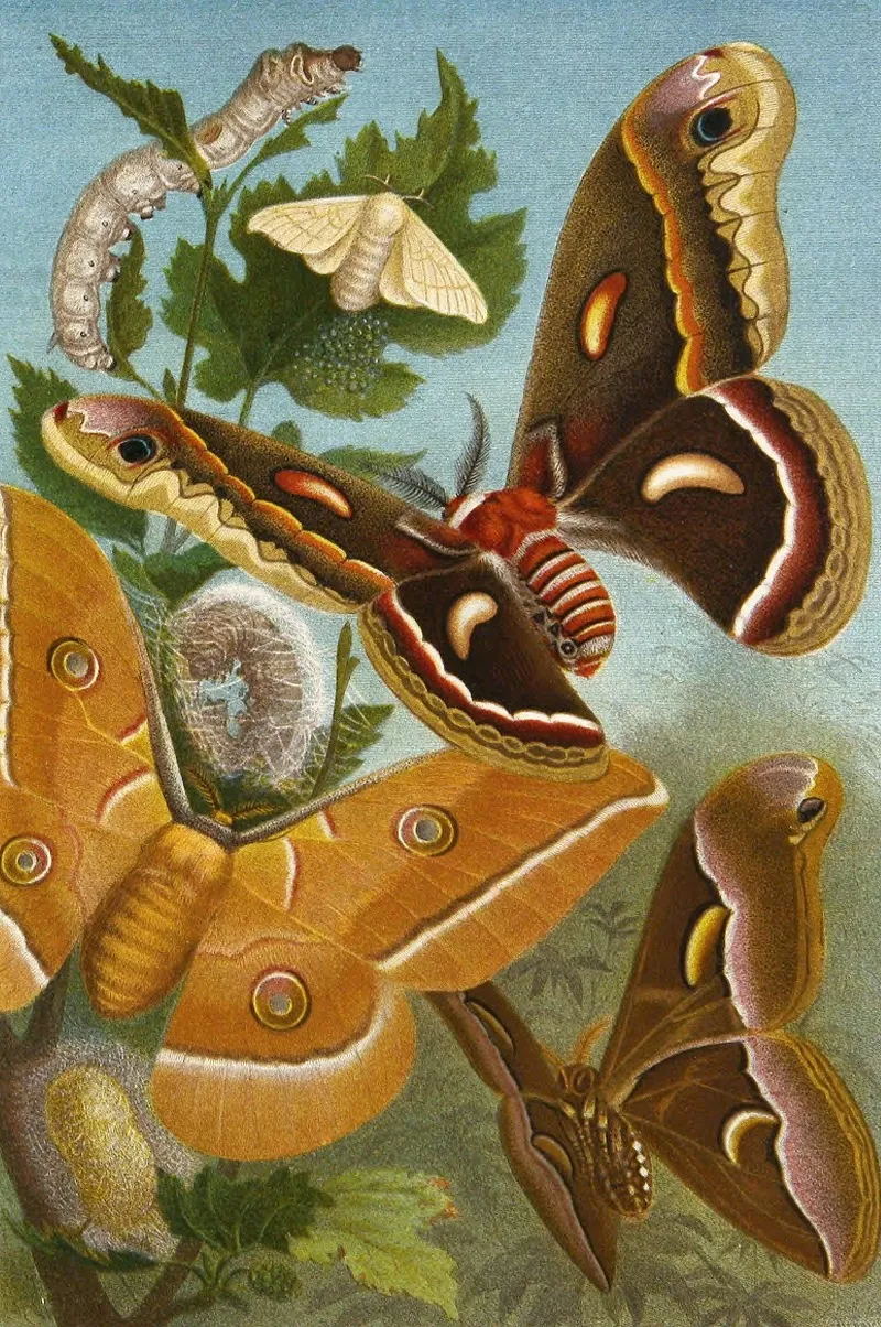 Die Insekten Tausendfüssler Und Spinnen Pl 11 Wall Art by Alfred Edmund Brehm - High-Resolution Digital Print