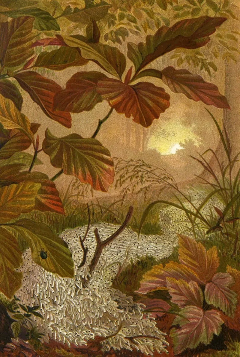 Die Insekten Tausendfüssler Und Spinnen Pl 12 Wall Art by Alfred Edmund Brehm - High-Resolution Digital Print