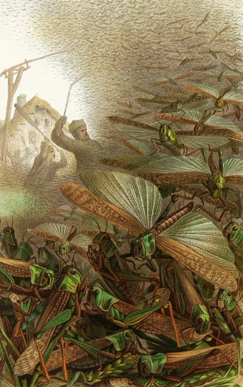 Die Insekten Tausendfüssler Und Spinnen Pl 17 Wall Art by Alfred Edmund Brehm - High-Resolution Digital Print