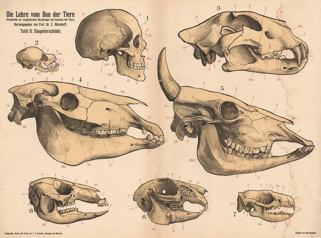 Die Lehre Vom Bau Der Tiere 2 Wall Art by Paul Flanderky - High-Resolution Digital Print
