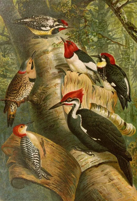 Die Nordamerikanische Vogelwelt Pl01 Wall Art by Gustav Mützel - High-Resolution Digital Print