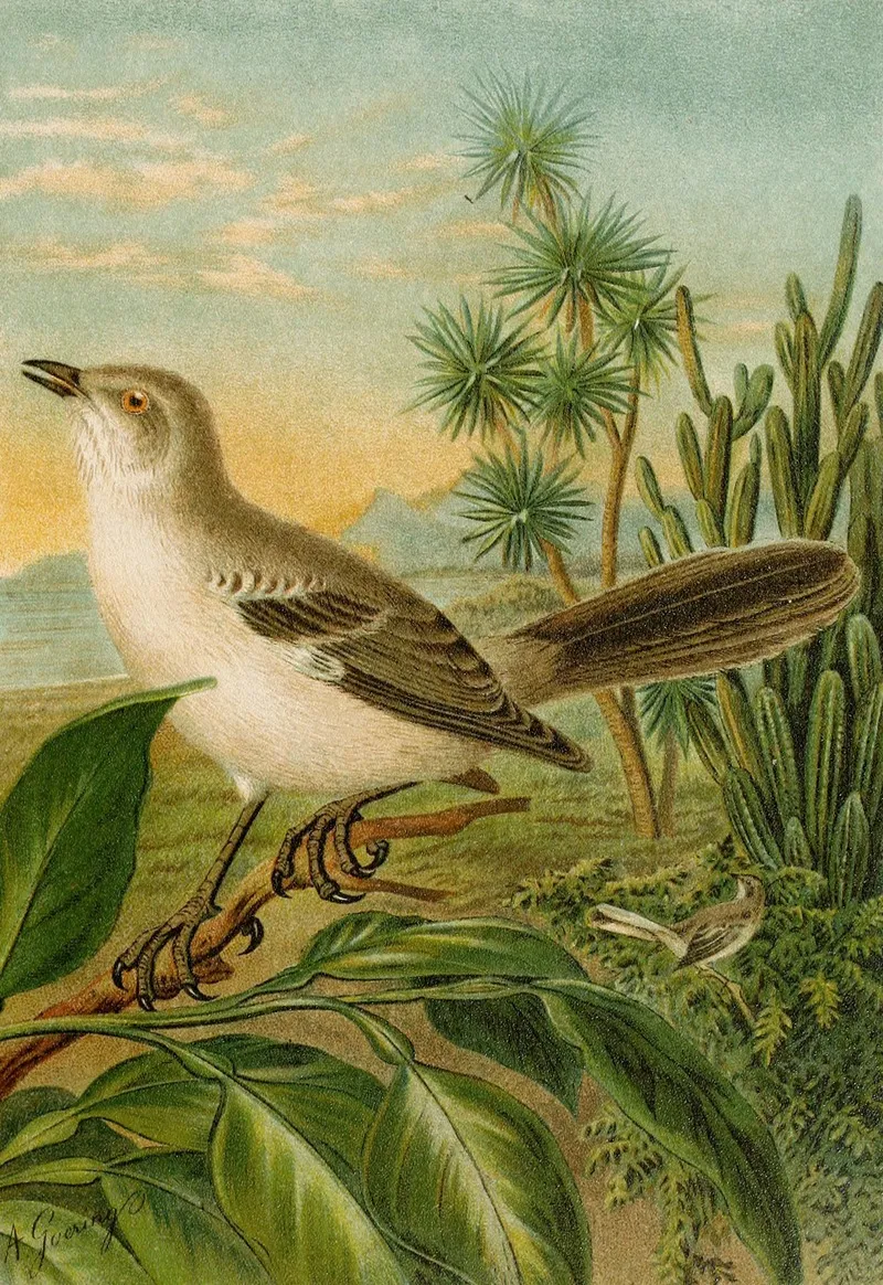 Die Nordamerikanische Vogelwelt Pl04 Wall Art by Christian Anton Goering - High-Resolution Digital Print
