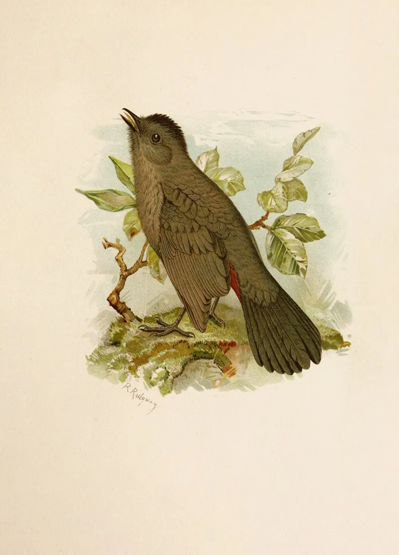 Die Nordamerikanische Vogelwelt Pl05 Wall Art by Robert Ridgway - High-Resolution Digital Print