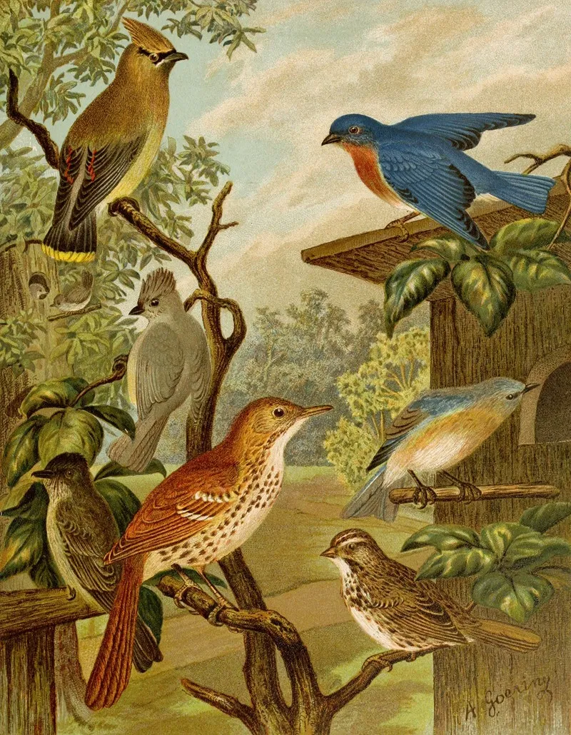 Die Nordamerikanische Vogelwelt Pl06 Wall Art by Christian Anton Goering - High-Resolution Digital Print