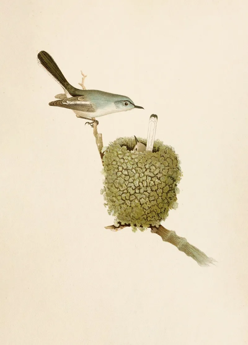 Die Nordamerikanische Vogelwelt Pl07 Wall Art by Robert Ridgway - High-Resolution Digital Print