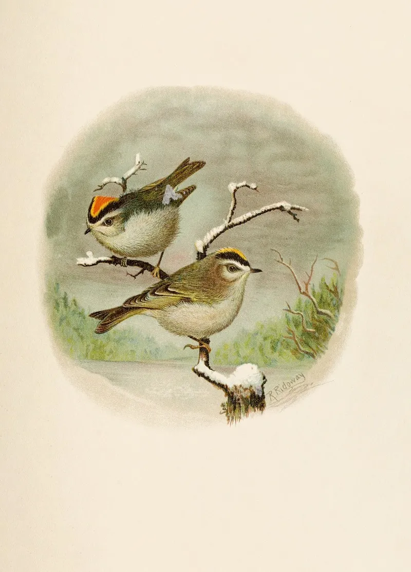 Die Nordamerikanische Vogelwelt Pl08 Wall Art by Robert Ridgway - High-Resolution Digital Print