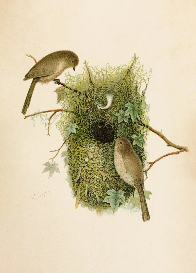 Die Nordamerikanische Vogelwelt Pl09 Wall Art by Robert Ridgway - High-Resolution Digital Print