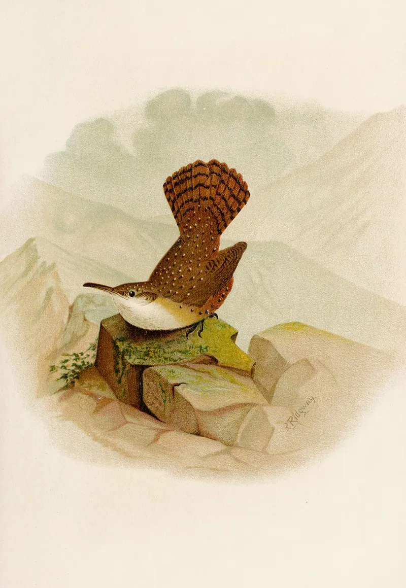 Die Nordamerikanische Vogelwelt Pl10 Wall Art by Robert Ridgway - High-Resolution Digital Print