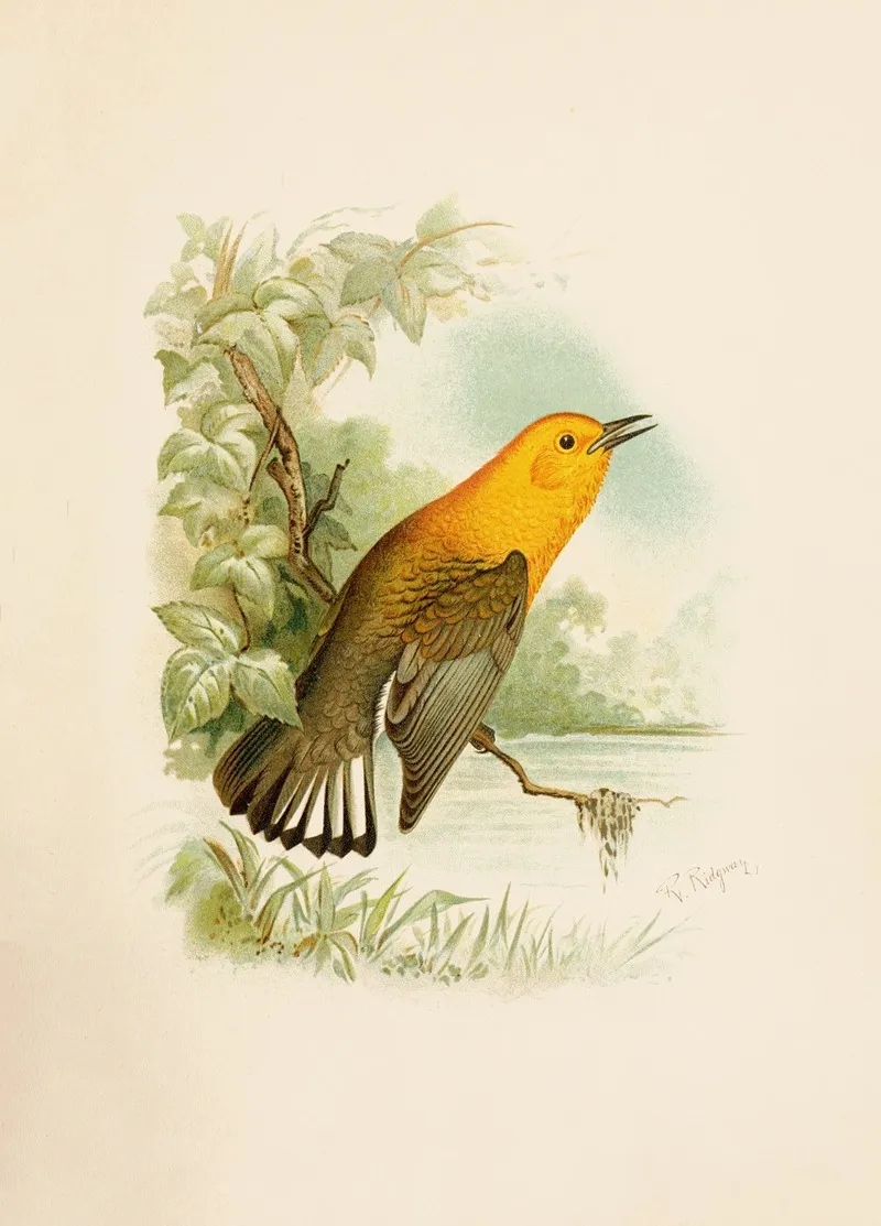 Die Nordamerikanische Vogelwelt Pl11 Wall Art by Robert Ridgway - High-Resolution Digital Print