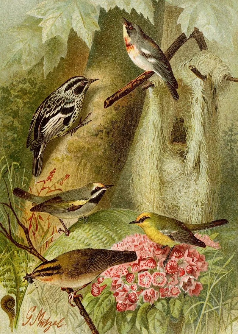 Die Nordamerikanische Vogelwelt Pl12 Wall Art by Gustav Mützel - High-Resolution Digital Print