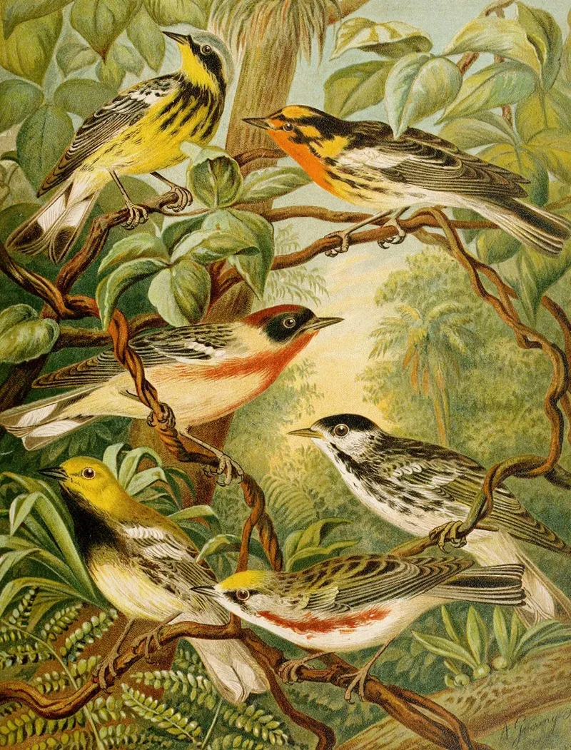Die Nordamerikanische Vogelwelt Pl13 Wall Art by Christian Anton Goering - High-Resolution Digital Print