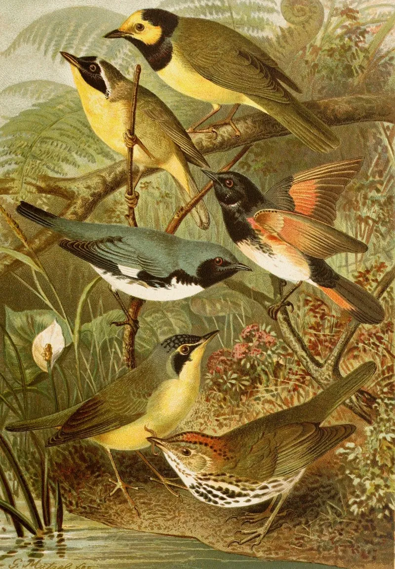 Die Nordamerikanische Vogelwelt Pl15 Wall Art by Gustav Mützel - High-Resolution Digital Print