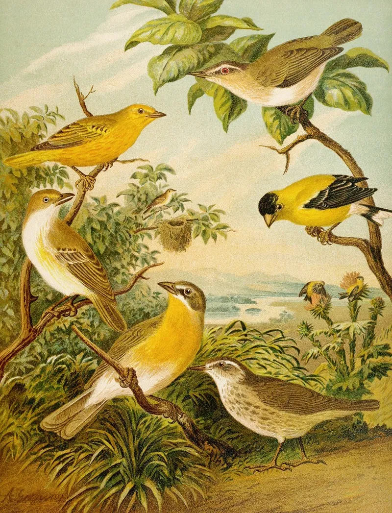 Die Nordamerikanische Vogelwelt Pl16 Wall Art by Christian Anton Goering - High-Resolution Digital Print