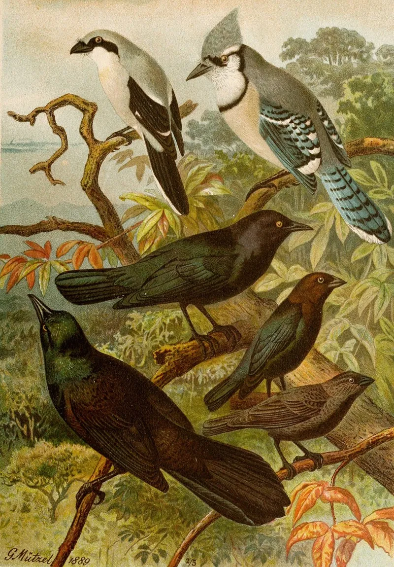 Die Nordamerikanische Vogelwelt Pl18 Wall Art by Gustav Mützel - High-Resolution Digital Print
