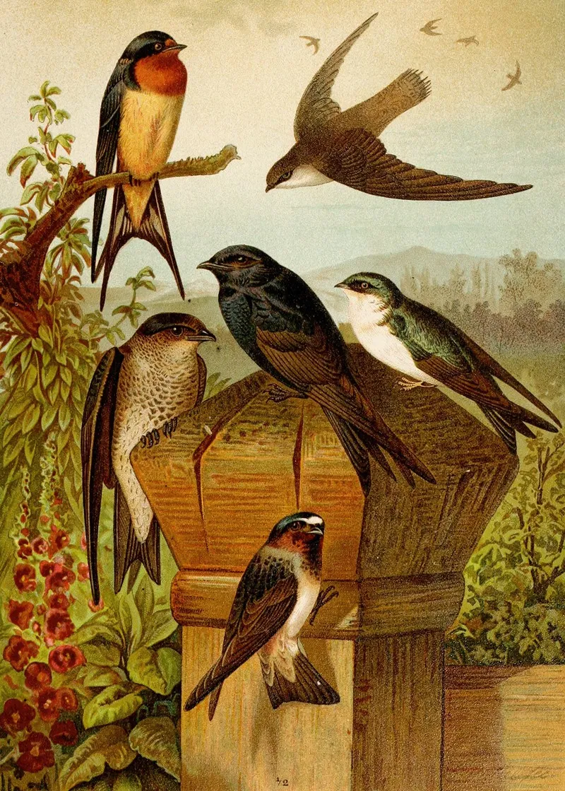Die Nordamerikanische Vogelwelt Pl19 Wall Art by Gustav Mützel - High-Resolution Digital Print