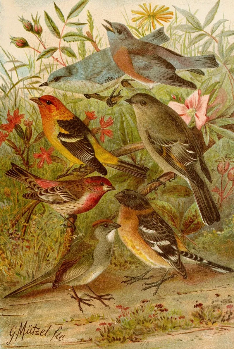 Die Nordamerikanische Vogelwelt Pl21 Wall Art by Gustav Mützel - High-Resolution Digital Print