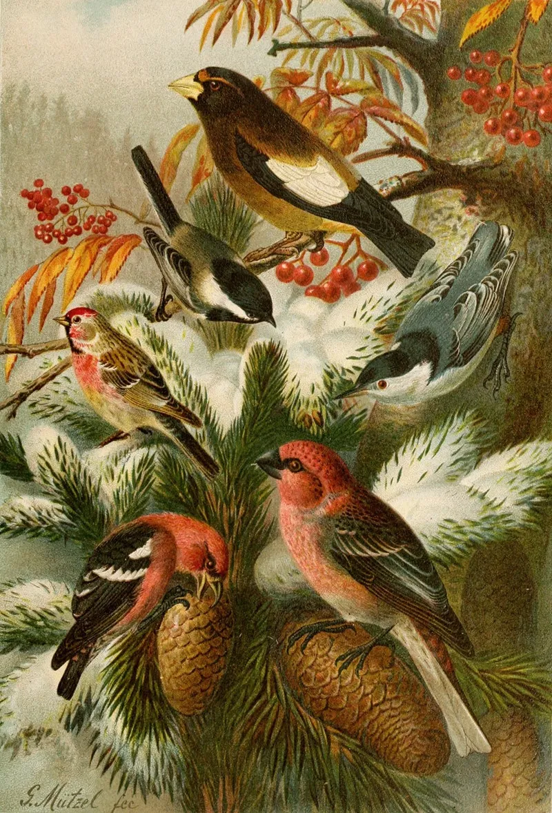 Die Nordamerikanische Vogelwelt Pl22 Wall Art by Gustav Mützel - High-Resolution Digital Print