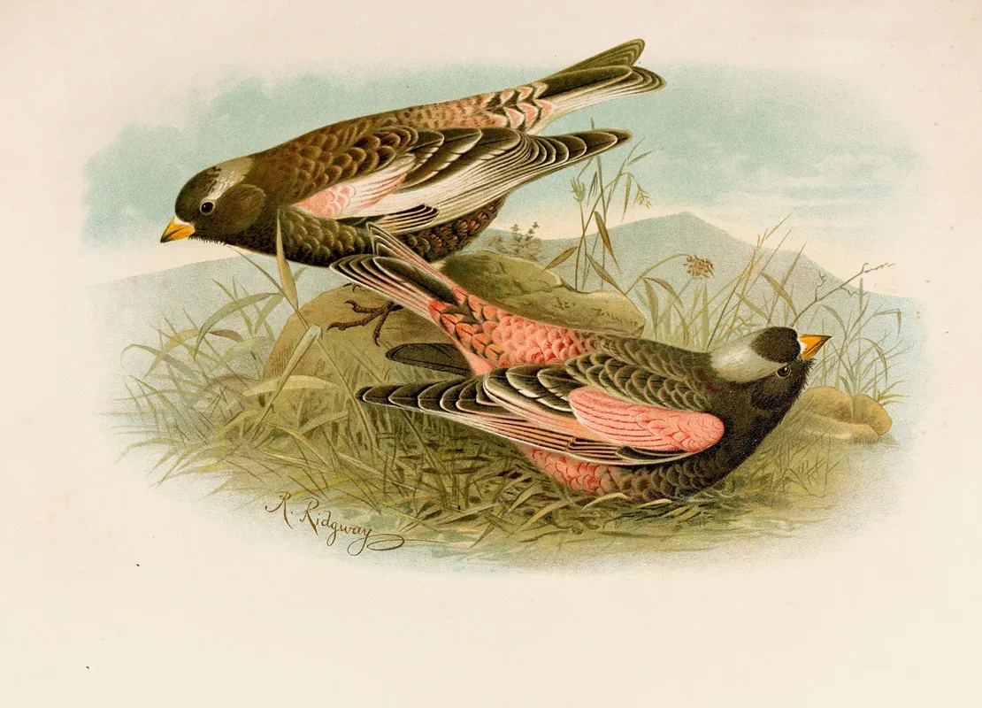 Die Nordamerikanische Vogelwelt Pl23 Wall Art by Robert Ridgway - High-Resolution Digital Print