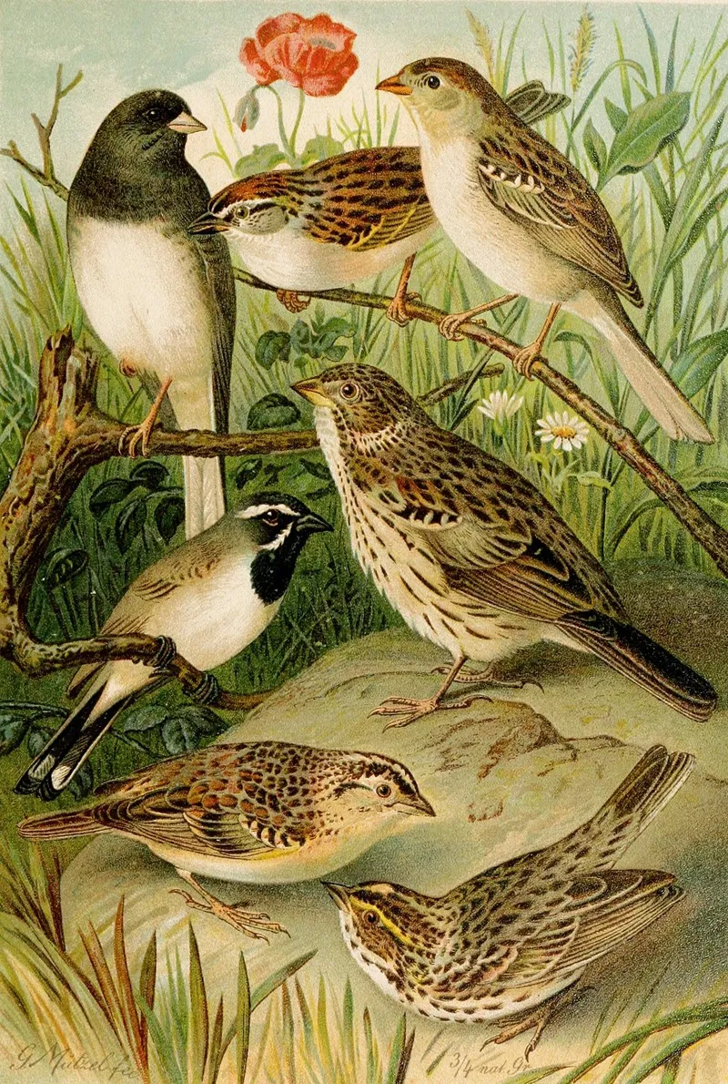 Die Nordamerikanische Vogelwelt Pl24 Wall Art by Gustav Mützel - High-Resolution Digital Print