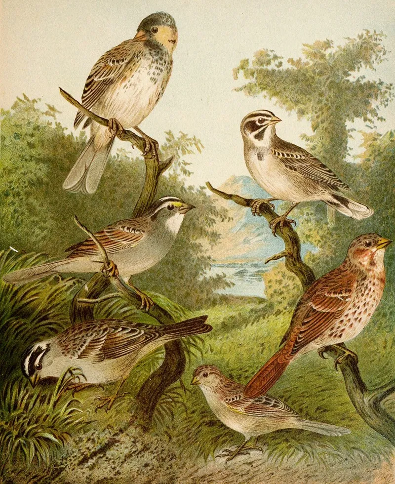 Die Nordamerikanische Vogelwelt Pl25 Wall Art by Christian Anton Goering - High-Resolution Digital Print