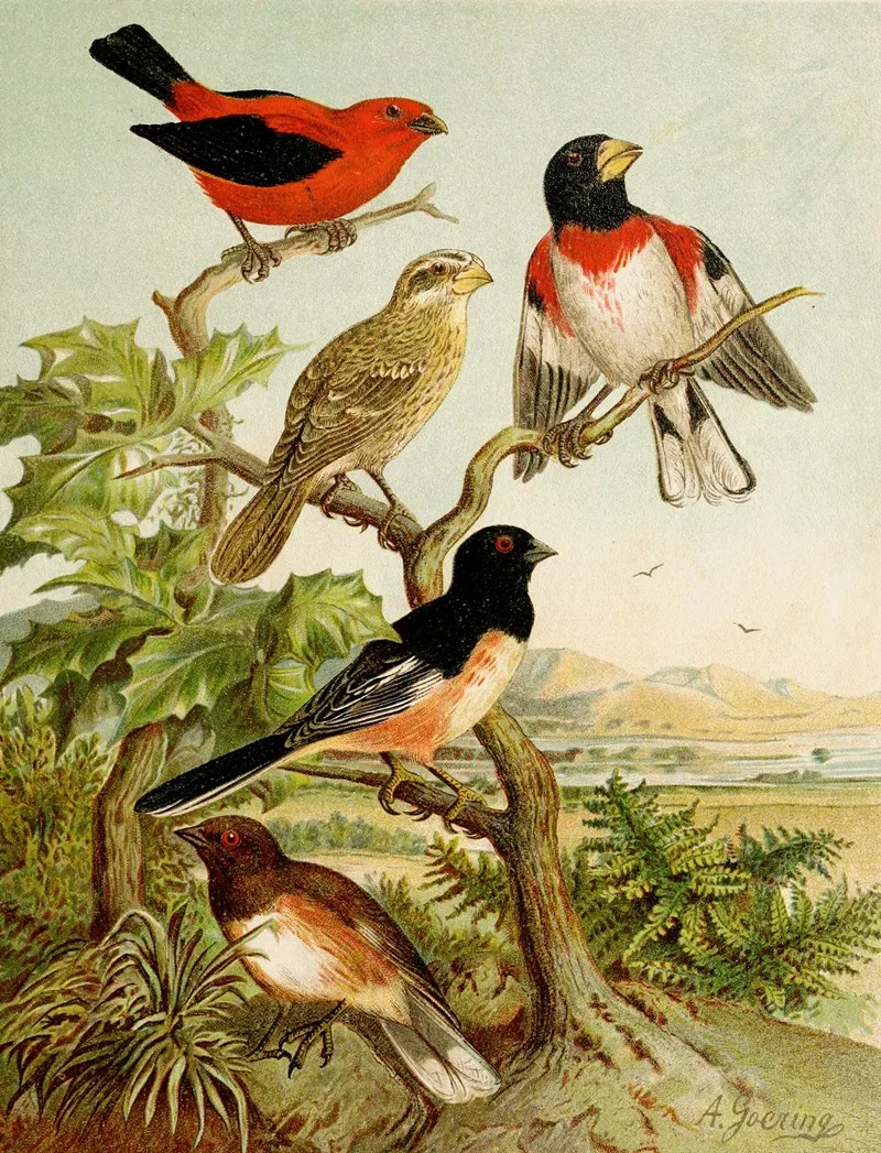 Die Nordamerikanische Vogelwelt Pl26 Wall Art by Christian Anton Goering - High-Resolution Digital Print