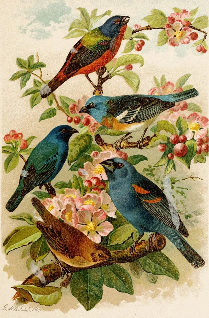 Die Nordamerikanische Vogelwelt Pl28 Wall Art by Gustav Mützel - High-Resolution Digital Print