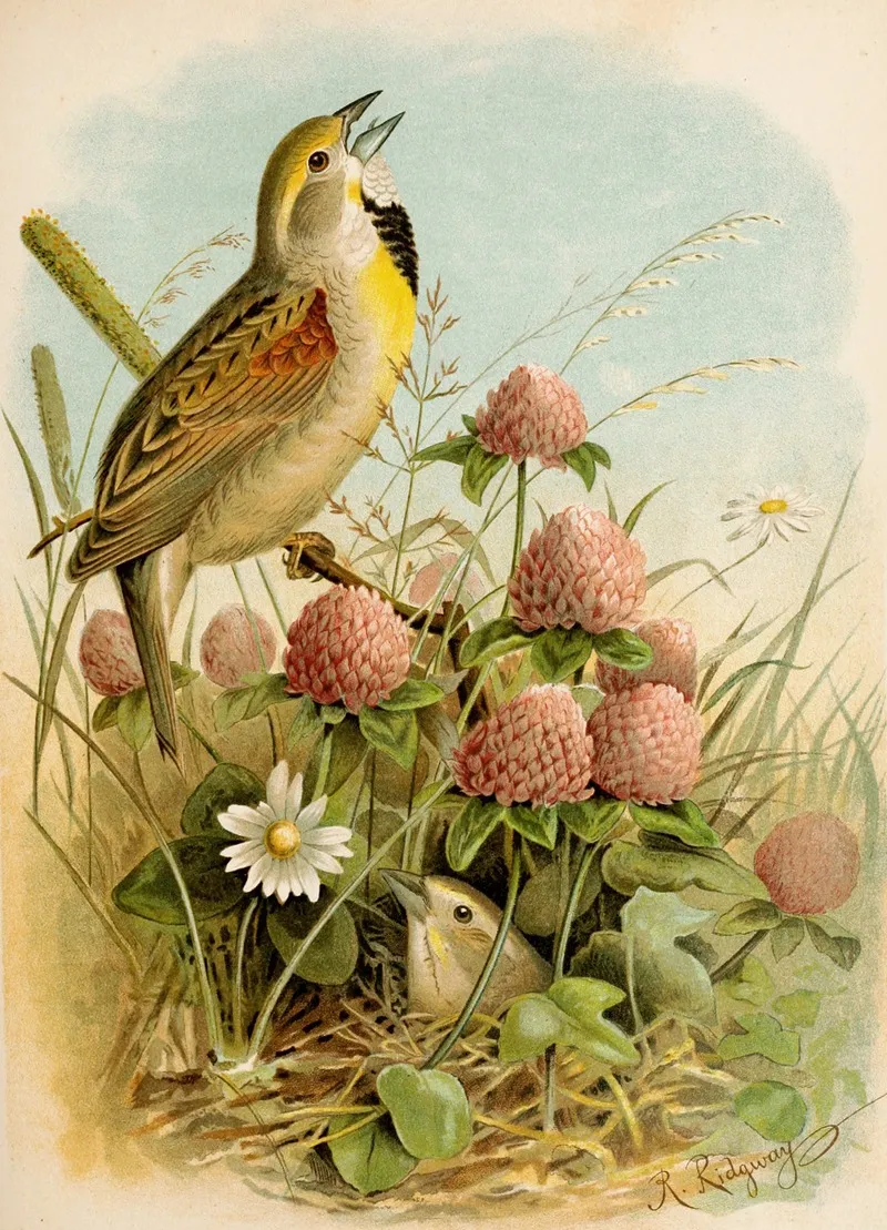 Die Nordamerikanische Vogelwelt Pl29 Wall Art by Robert Ridgway - High-Resolution Digital Print