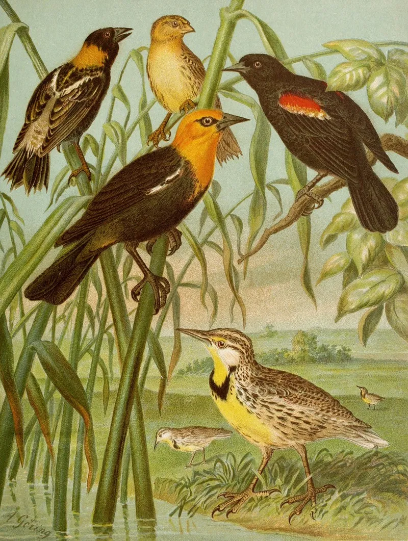 Die Nordamerikanische Vogelwelt Pl30 Wall Art by Christian Anton Goering - High-Resolution Digital Print