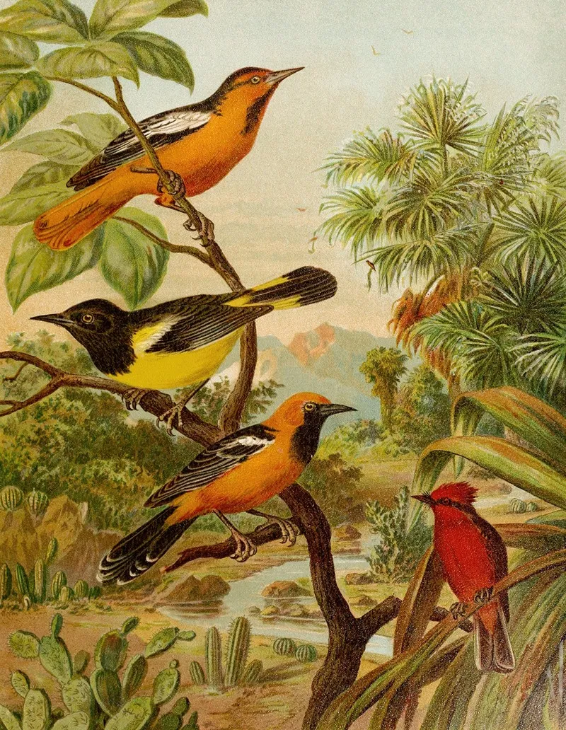 Die Nordamerikanische Vogelwelt Pl31 Wall Art by Christian Anton Goering - High-Resolution Digital Print