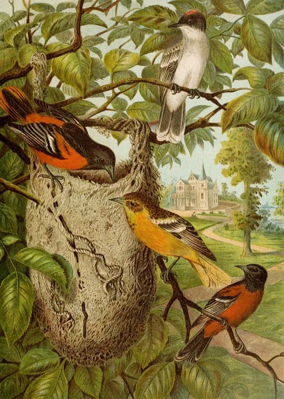 Die Nordamerikanische Vogelwelt Pl33 Wall Art by Christian Anton Goering - High-Resolution Digital Print
