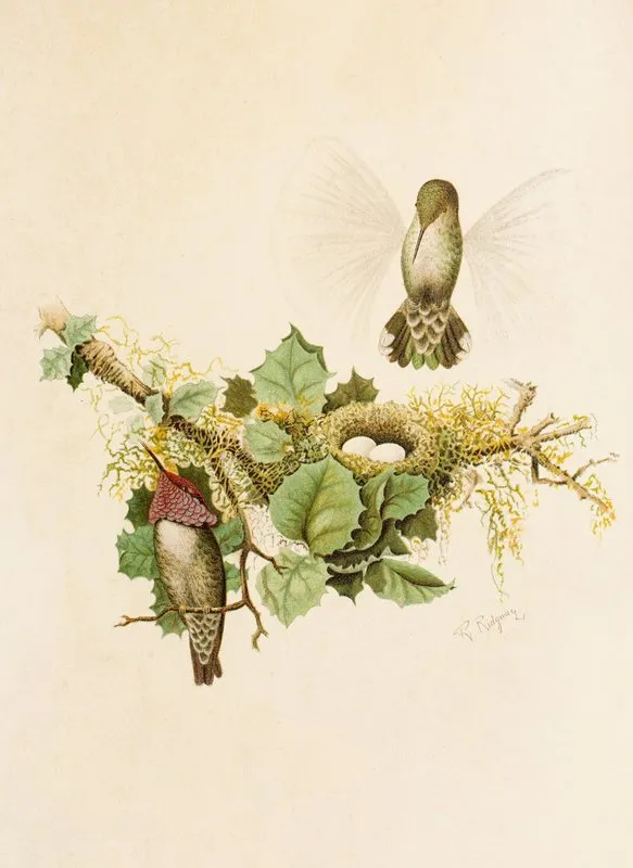 Die Nordamerikanische Vogelwelt Pl35 Wall Art by Robert Ridgway - High-Resolution Digital Print